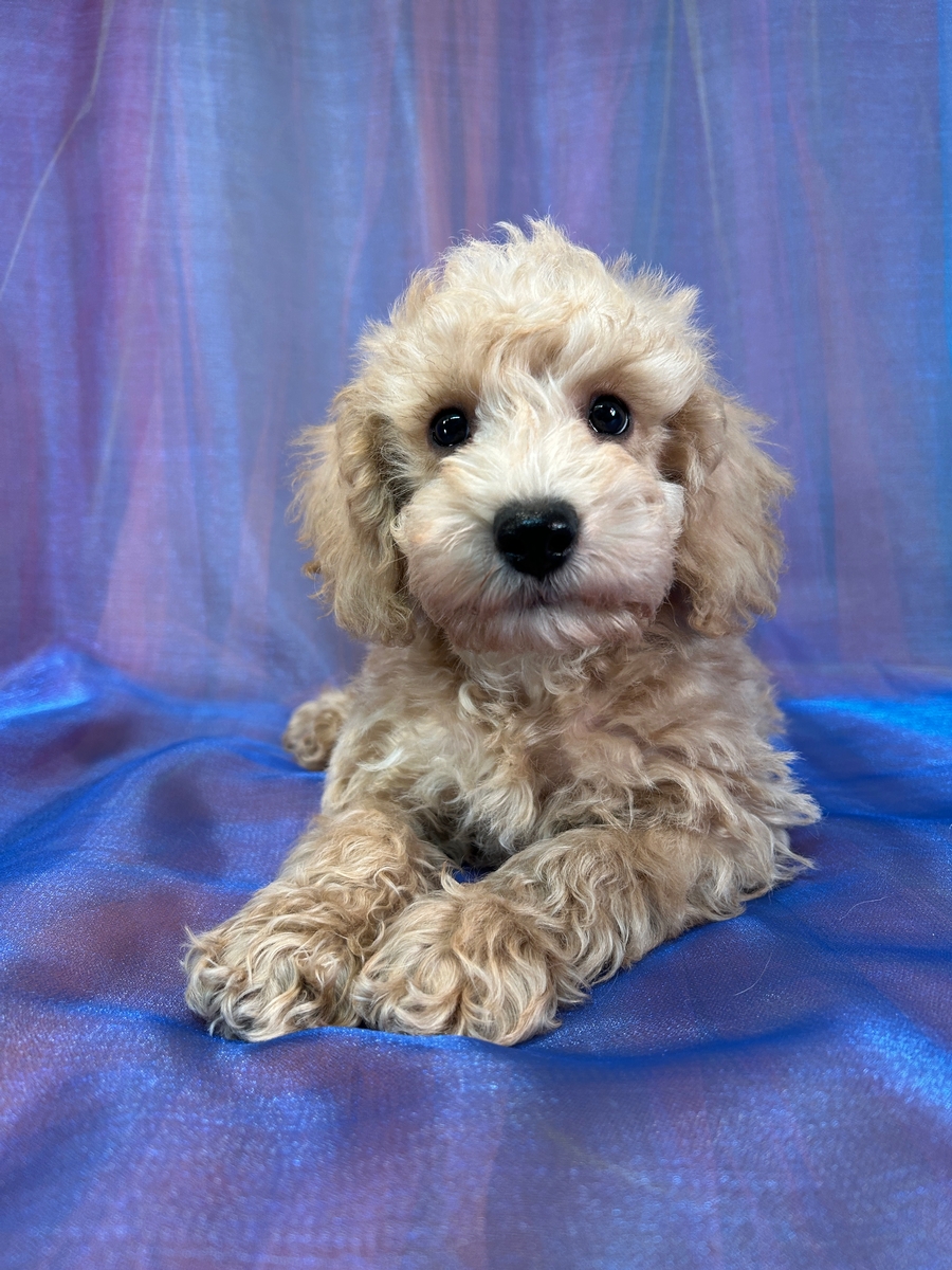 Male Miniature Schnoodle Puppy for Sale DOB 2-19-2025 $950